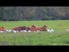 4K Video night vision goggles